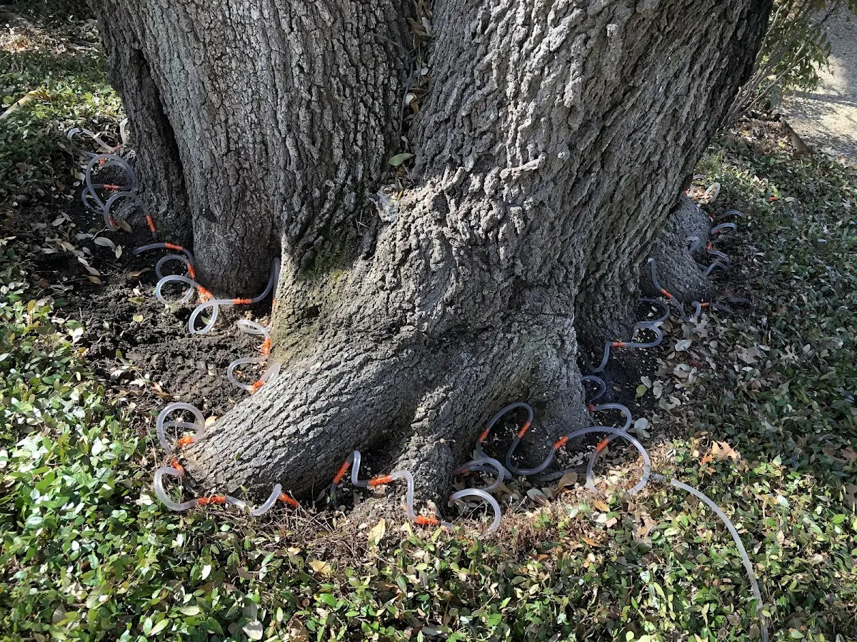Detailed Tree Cabling and Bracing job site in Peachtree City