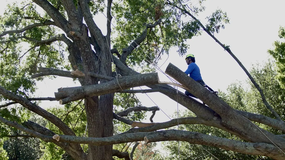 Professional Hazardous Tree Removal performed by certified arborists in Peachtree City